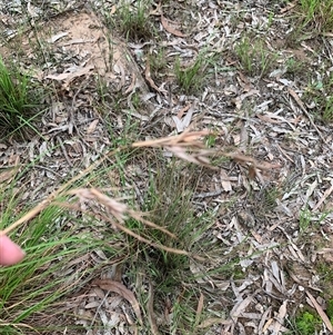 Themeda triandra at Laguna, NSW - 28 Mar 2025 05:19 PM