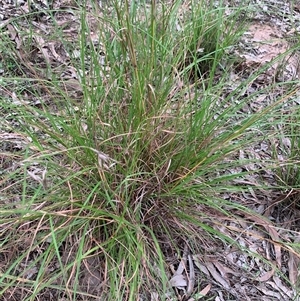 Themeda triandra at Laguna, NSW - 28 Mar 2025 05:19 PM