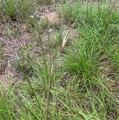 Themeda triandra at Laguna, NSW - 28 Mar 2025 05:19 PM
