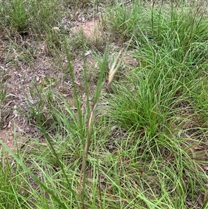 Themeda triandra at Laguna, NSW - 28 Mar 2025 05:19 PM