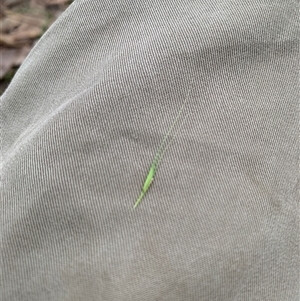 Microlaena stipoides at Laguna, NSW - 28 Mar 2025 05:09 PM