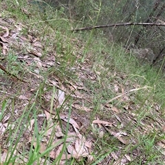 Microlaena stipoides at Laguna, NSW - 28 Mar 2025 05:09 PM