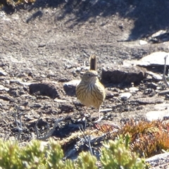 Calamanthus fuliginosus at Wellington Park, TAS - 28 Mar 2025 03:55 PM