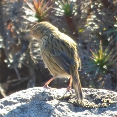 Calamanthus fuliginosus at Wellington Park, TAS - 28 Mar 2025 03:55 PM