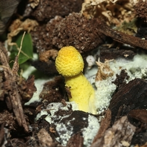 Leucocoprinus birnbaumii at Higgins, ACT - 28 Mar 2025 07:23 PM