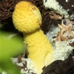 Leucocoprinus birnbaumii at Higgins, ACT - 28 Mar 2025 07:23 PM