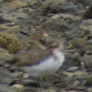 Anarhynchus bicinctus at Dunalley, TAS - 23 Mar 2025 03:36 PM