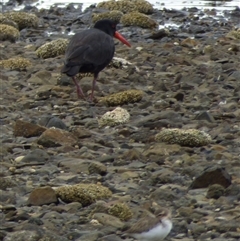 Anarhynchus bicinctus at Dunalley, TAS - 23 Mar 2025 03:36 PM