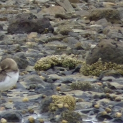 Anarhynchus bicinctus at Dunalley, TAS - 23 Mar 2025 03:36 PM