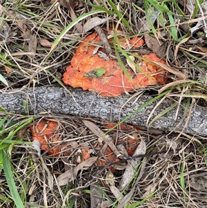 Trametes coccinea at Broke, NSW - 5 Nov 2024 10:48 AM