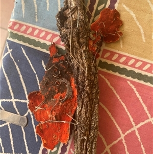 Trametes coccinea at Broke, NSW - 5 Nov 2024 10:48 AM