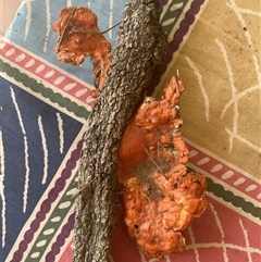 Trametes coccinea at Broke, NSW - 5 Nov 2024 10:48 AM