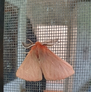 Pterolocera (genus) at Penrose, NSW - suppressed