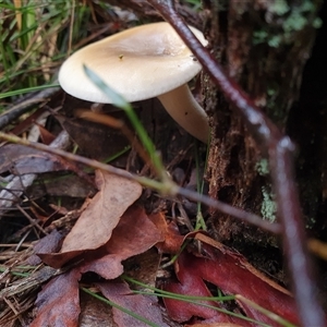 Omphalotus nidiformis at Penrose, NSW - suppressed