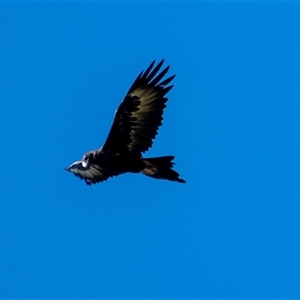 Aquila audax at Penrose, NSW - 26 Mar 2025 11:23 AM