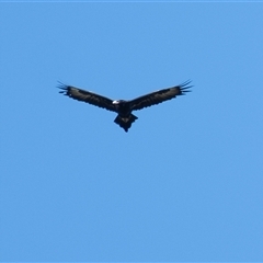 Aquila audax at Penrose, NSW - 26 Mar 2025 11:23 AM