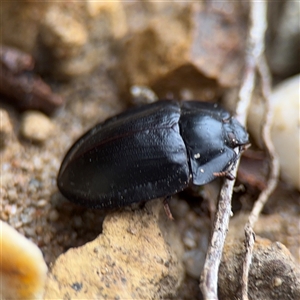 Pterohelaeus piceus at Parkes, ACT - 28 Mar 2025 04:32 PM