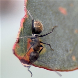 Camponotus aeneopilosus at Parkes, ACT - 28 Mar 2025 04:20 PM