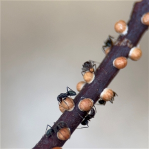 Eriococcidae sp. (family) at Parkes, ACT - 28 Mar 2025 04:12 PM