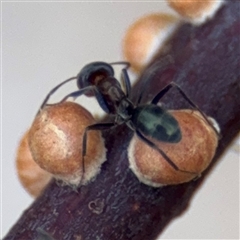 Eriococcidae sp. (family) at Parkes, ACT - 28 Mar 2025 04:12 PM