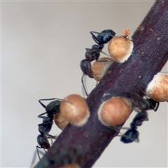 Eriococcidae sp. (family) at Parkes, ACT - 28 Mar 2025 04:12 PM