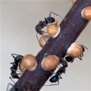 Eriococcidae sp. (family) at Parkes, ACT - 28 Mar 2025 04:12 PM