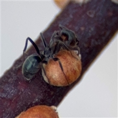Eriococcidae sp. (family) at Parkes, ACT - 28 Mar 2025 04:12 PM