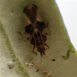 Froggattia olivinia at Parkes, ACT - 28 Mar 2025 04:02 PM
