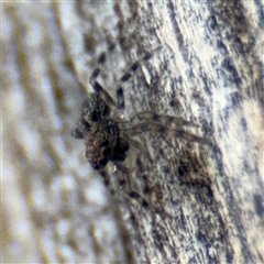 Salticidae (family) at Parkes, ACT - 28 Mar 2025 03:55 PM