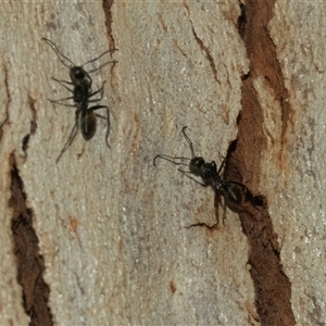Camponotus aeneopilosus at Belconnen, ACT - 25 Mar 2025 11:13 AM