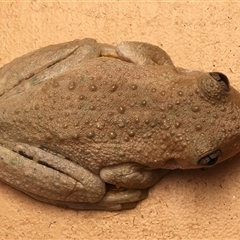 Litoria peronii at Bulli, NSW - 19 Mar 2025 07:52 PM