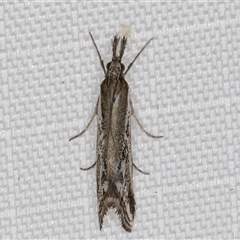 Autarotis milvellus at Melba, ACT - suppressed