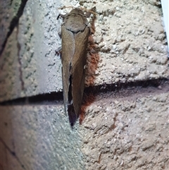 Oxycanus beltista at Penrose, NSW - 28 Mar 2025 09:27 PM