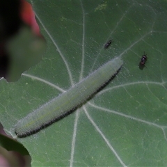 Pieris rapae at Yarralumla, ACT - 28 Mar 2025 12:34 PM