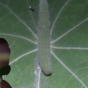 Pieris rapae at Yarralumla, ACT - 28 Mar 2025 12:34 PM