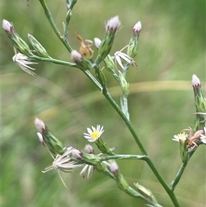 Symphyotrichum subulatum at Watson, ACT - 28 Mar 2025 03:35 PM