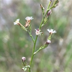 Symphyotrichum subulatum at Watson, ACT - 28 Mar 2025 03:35 PM