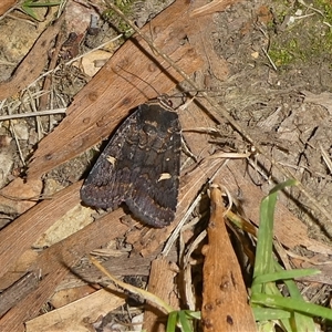 Proteuxoa marginalis at Charleys Forest, NSW - suppressed