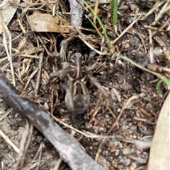 Tasmanicosa sp. (genus) at Talmalmo, NSW - 29 Mar 2025 01:56 PM