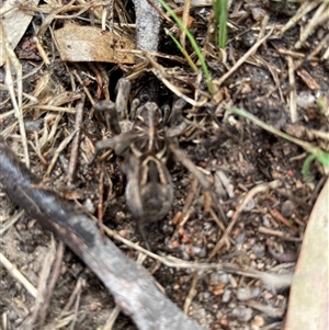 Tasmanicosa sp. (genus) at Talmalmo, NSW - 29 Mar 2025 01:56 PM