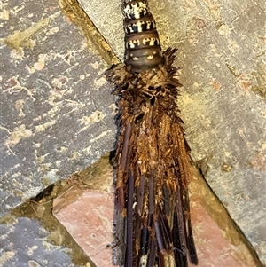 Lomera (genus) at Bargo, NSW - 19 Mar 2024 02:14 PM