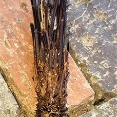 Lomera (genus) at Bargo, NSW - 19 Mar 2024 02:14 PM