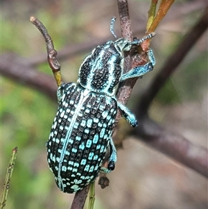 Chrysolopus spectabilis at Bargo, NSW - 19 Mar 2024 02:17 PM