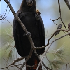 Calyptorhynchus lathami lathami at Bargo, NSW - suppressed