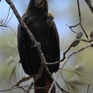 Calyptorhynchus lathami lathami at Bargo, NSW - suppressed