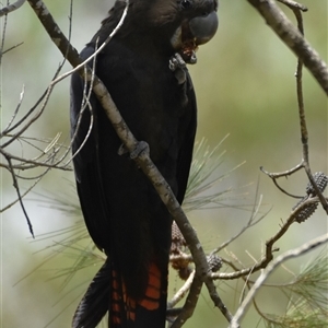 Calyptorhynchus lathami lathami at Bargo, NSW - suppressed