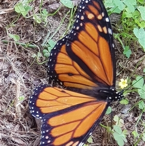 Danaus plexippus at Bargo, NSW - 6 Mar 2024 02:32 PM