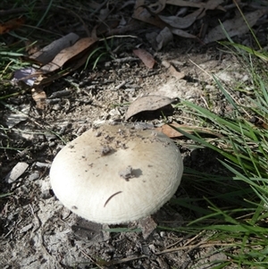 zz agaric (stem; gills white/cream) at Borough, NSW - suppressed