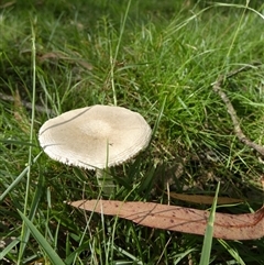 zz agaric (stem; gills white/cream) at Borough, NSW - suppressed