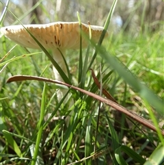 zz agaric (stem; gills white/cream) at Borough, NSW - suppressed